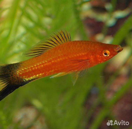 Рыбки меченосцы