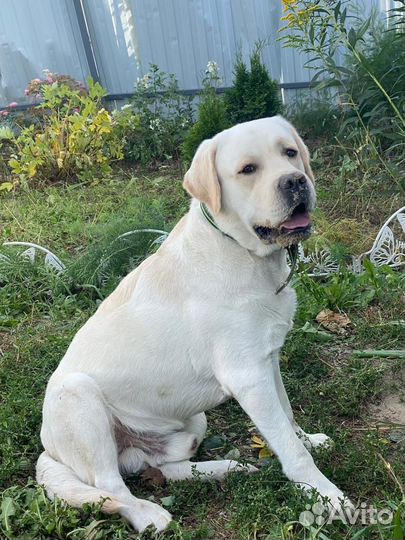 Вязка Лабрадора