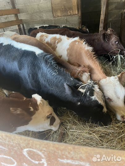 Бычки 8 шт телки 7 мясного напровления