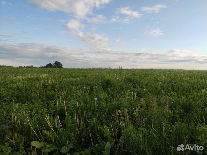 Сегодня в рулонах 350 кг