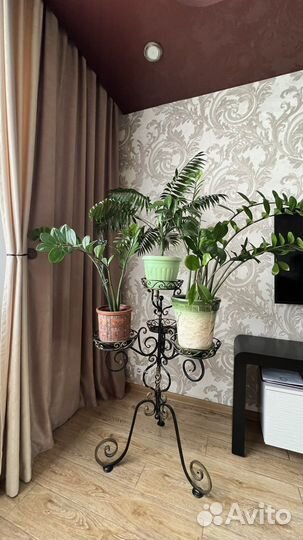 Замиокулькас