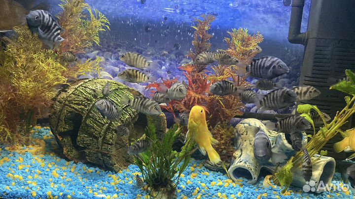 Цихлозома чернополосая мальки