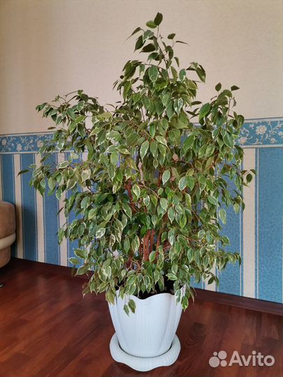 Фикус Бенджамина