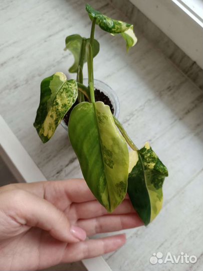 Филодендрон Сиам Санрайз/Рэд Эмиральд/роз.принцесс