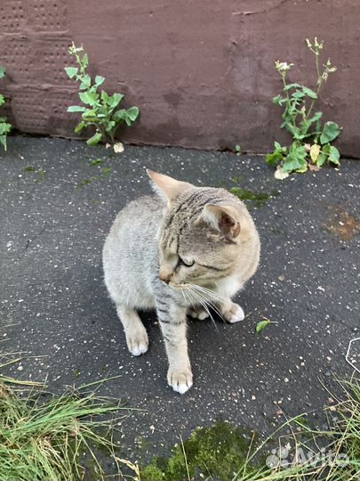 Котята просят о помощи