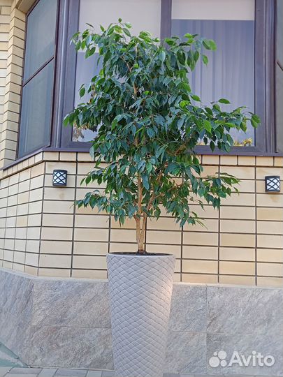 Фикус бенджамина