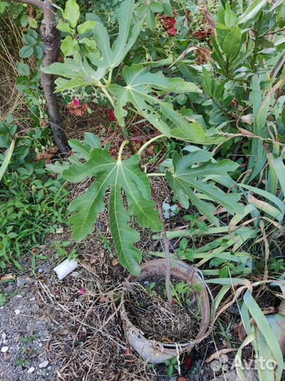 Инжир, йошта, лавр, папайя саженцы