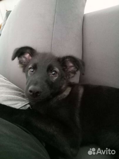 В добрые руки