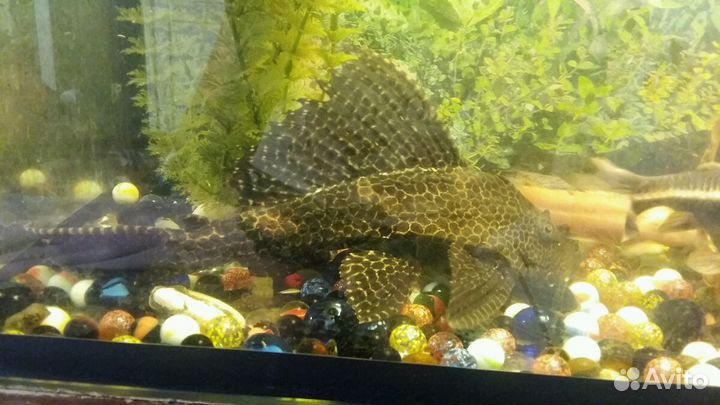 Птеригоплихт