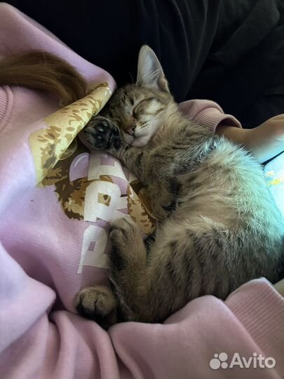 Котята в добрые руки бесплатно