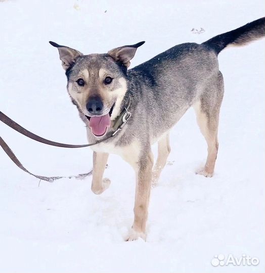 Дени - супергерой