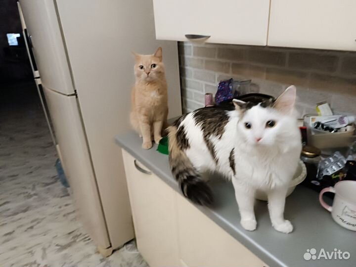 Отдам кота в добрые руки