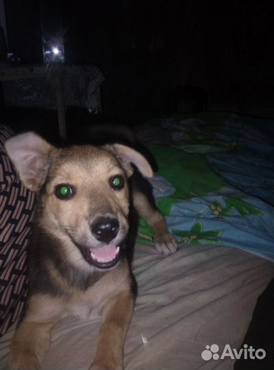 Собака девочка 3 м мама простая папа кокер спан