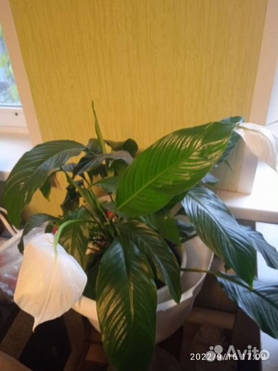 Цветы комнатные