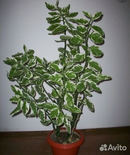 Педилантус