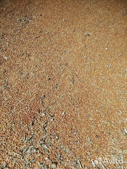 Просо красное