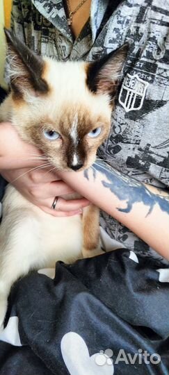 Кошка в дар бесплатно