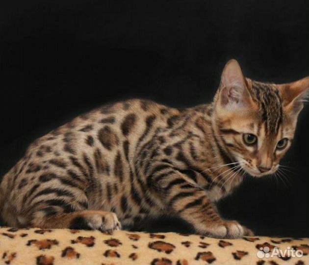 Бенгальская