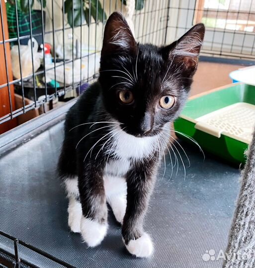 Невероятно трогательный умный котёнок 3 мес