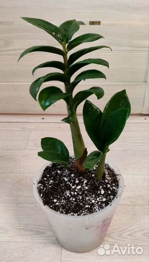 Замиокулькас зензи