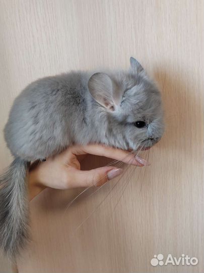 Шиншилла голубой бриллиант ангорский