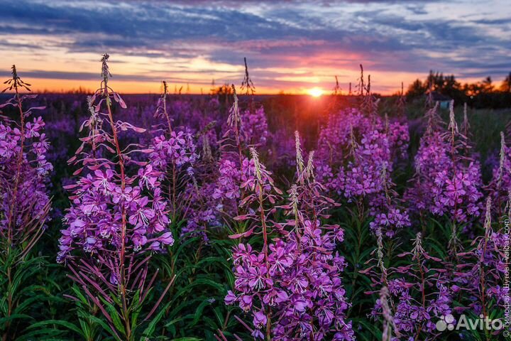 Сборщик Иван-чая