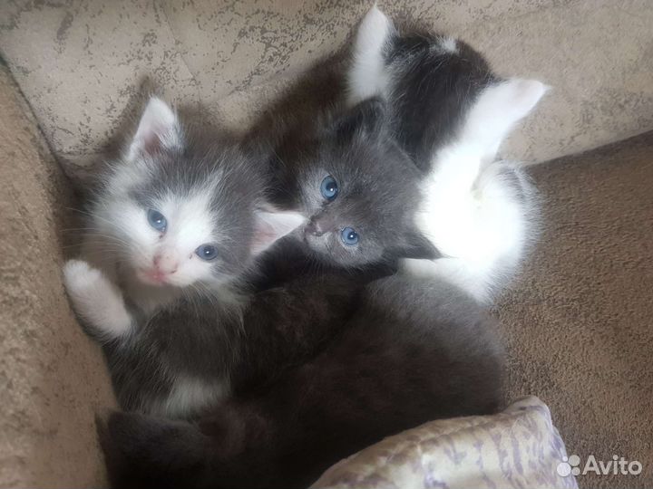 Котята в добрые руки