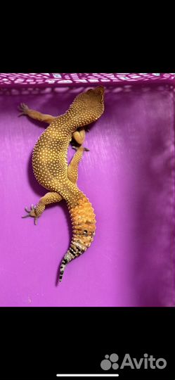 Гекон эублефар