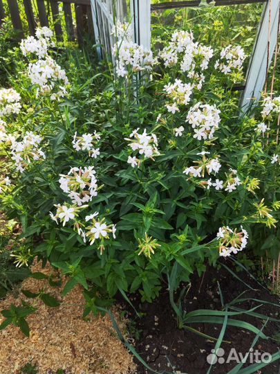 Мыльнянка лекарственная