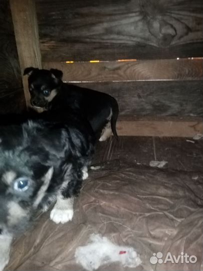 Щенки маленьких пород