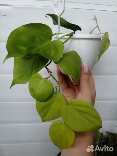 Филодендрон неон