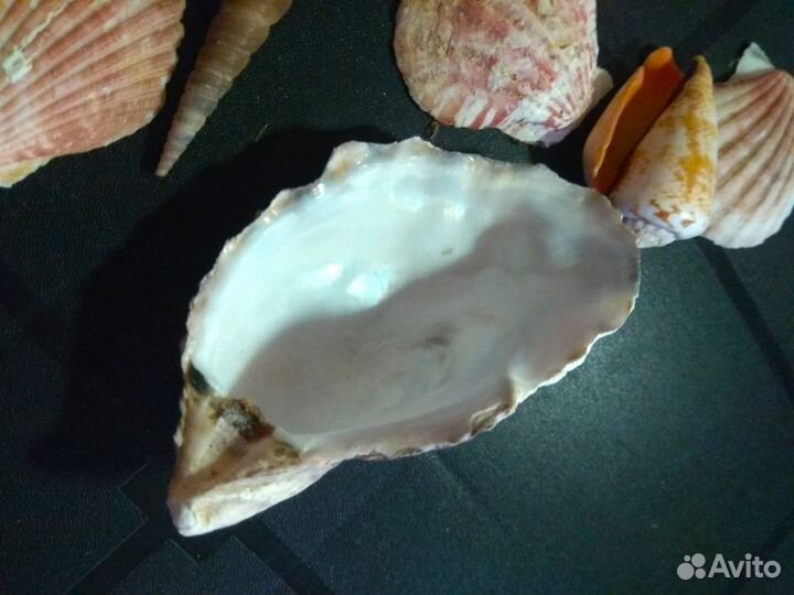 Набор ракушек