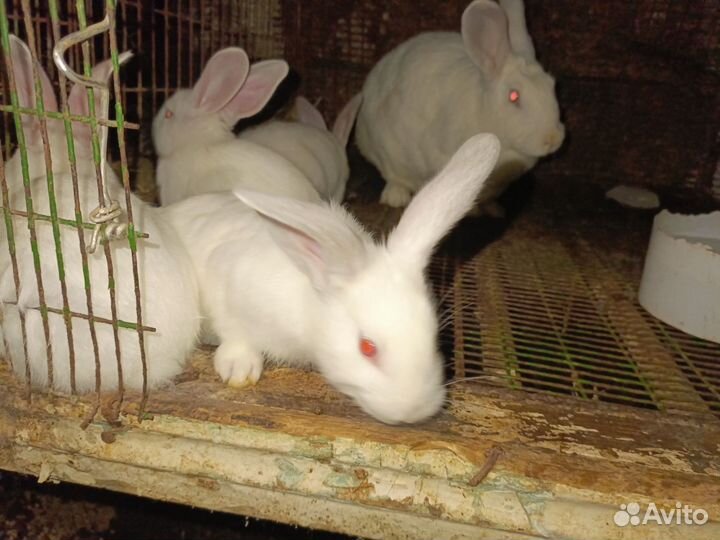 Немецкий пестрый