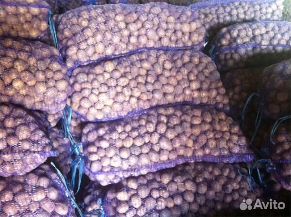 Продам картофель оптом от 20тн 23г