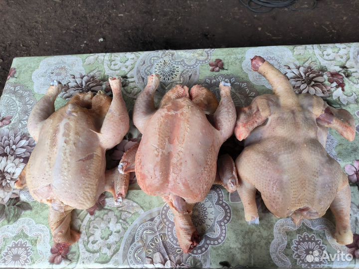 Мясо кур домашнее