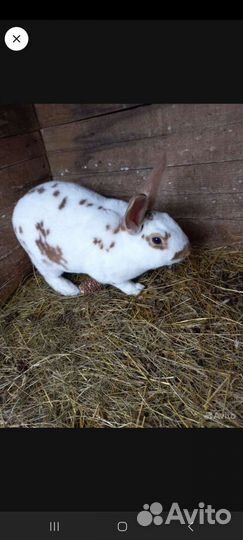 Кролики рекс