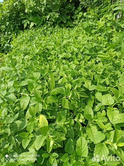 Мята, душица для чая большой веник