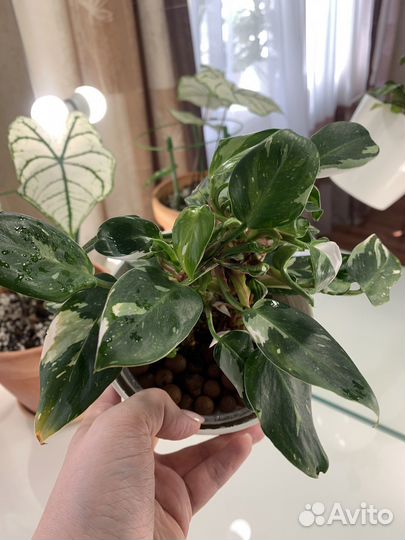 Филодендрон белая принцесса