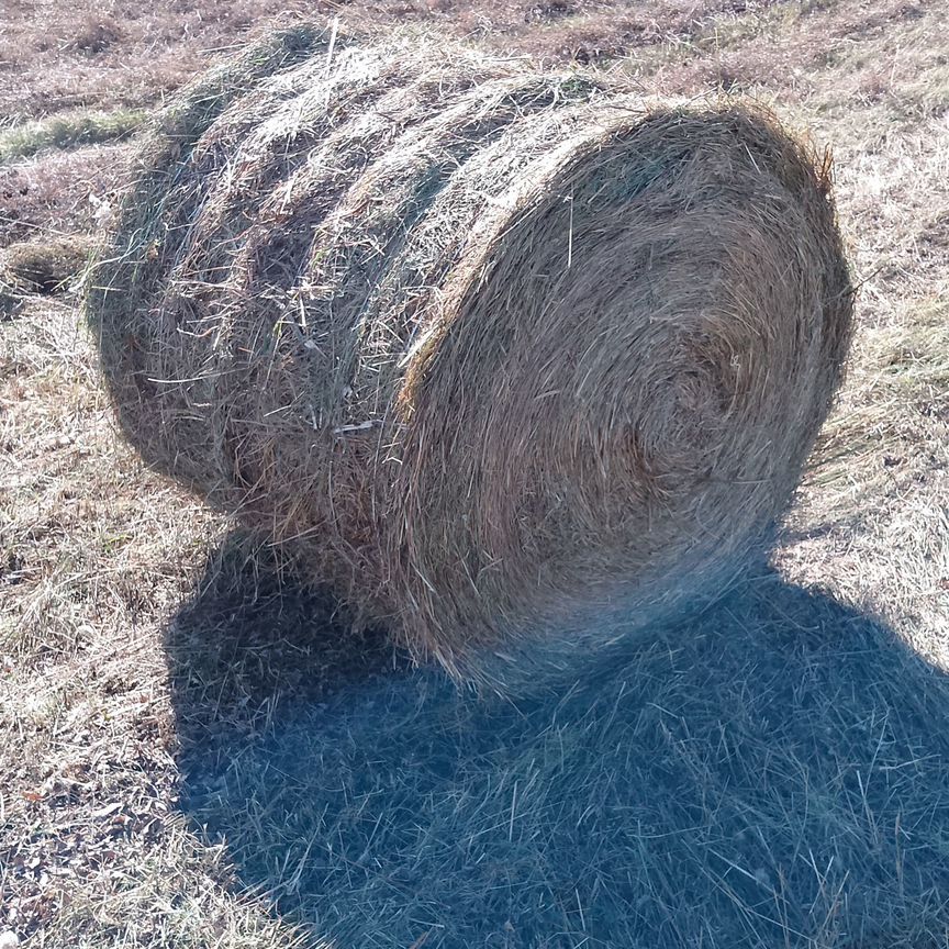 Продам сено в рулонах