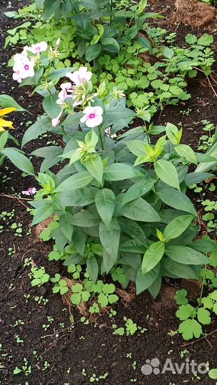 Флоксы многолетние