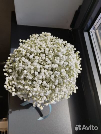 Гипсофила в коробке