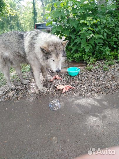 Аляскинский маламут