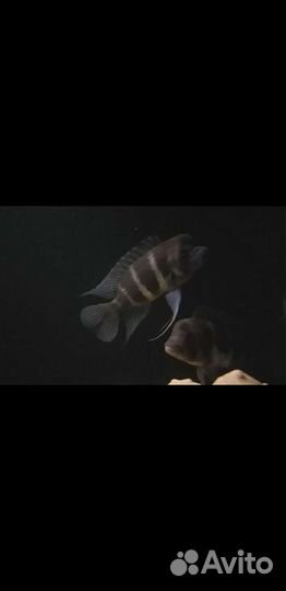 Самец фронтозы бурунди