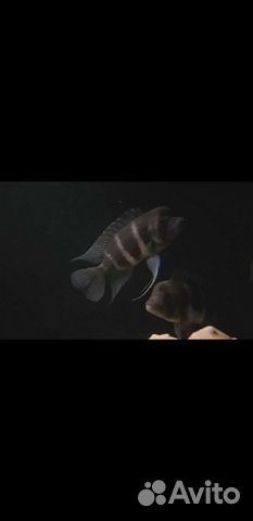 Самец фронтозы бурунди