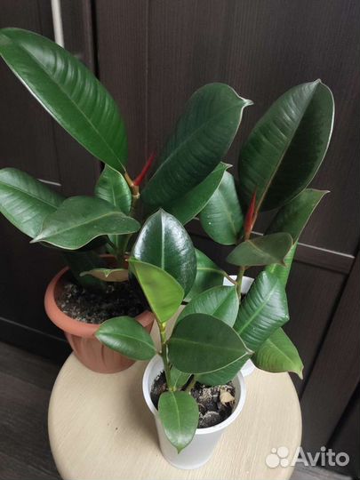 Цветы:Фикусы, Бегония, Пеперомия, Традесканция