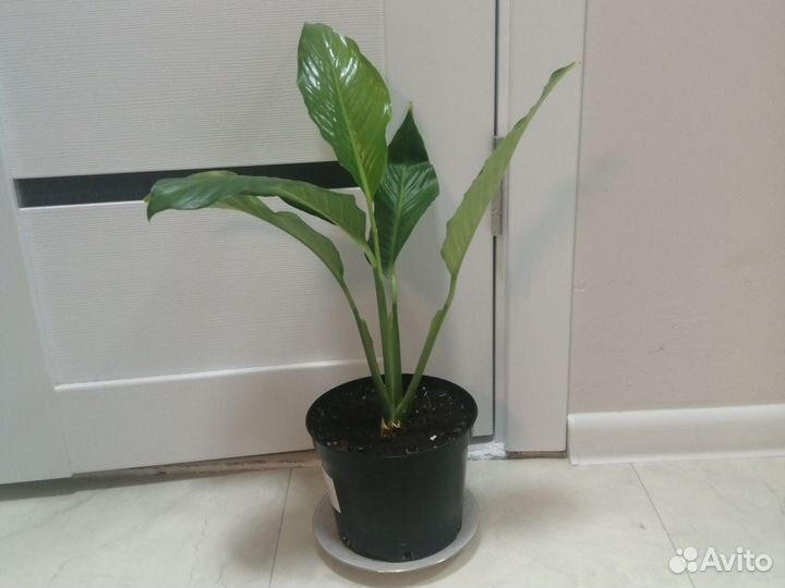 Спатифиллум продаю цветок на фото
