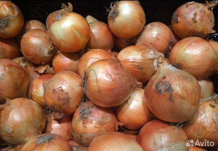 Лук на перо оптом