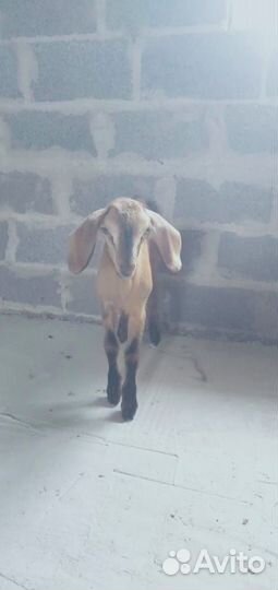 Продам козочек