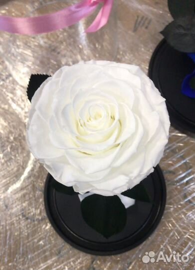 Роза в колбе. Стоит до 8 лет