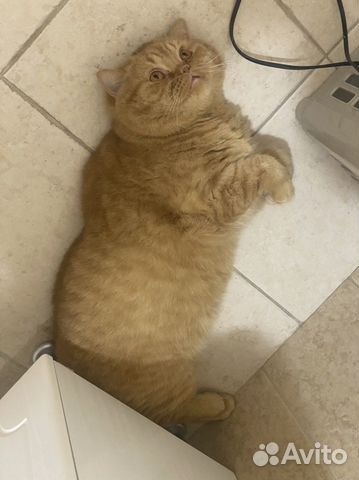 Кот британский